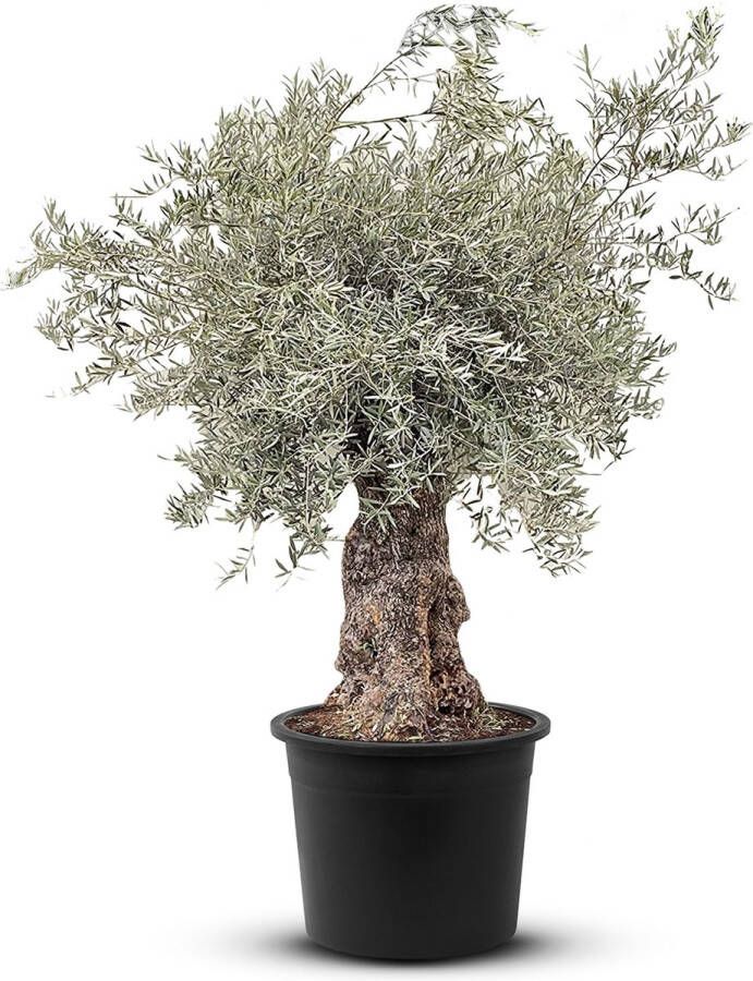 Tropictrees Olijfboom Bonsai Olea Europea Ruwe stam Winterhard Stamomvang ⌀ 100-120cm Hoogte 250-300cm