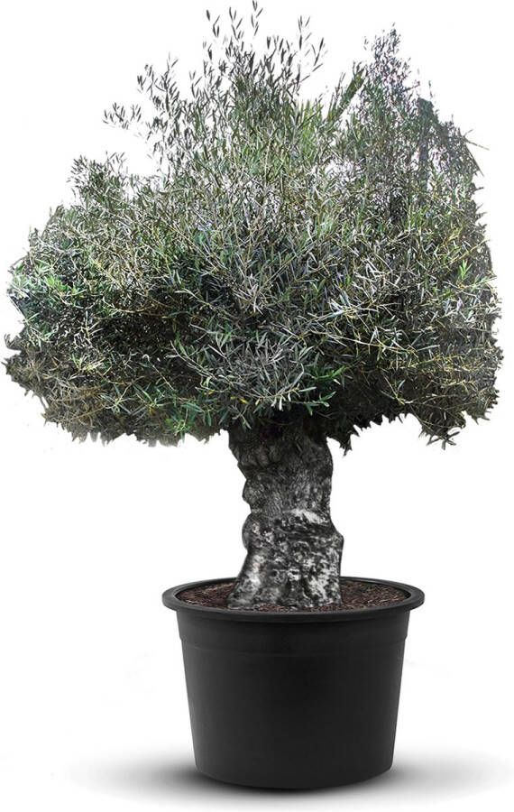 Tropictrees Olijfboom Bonsai Olea Europea Winterhard Stamomvang ⌀120-140 cm Hoogte 230-280cm