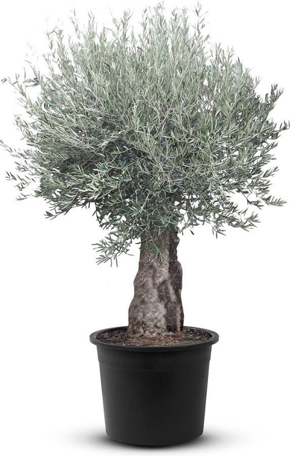 Tropictrees Olijfboom Bonsai Winterhard Groenblijvend Stamomvang ⌀60-80 cm Hoogte 230