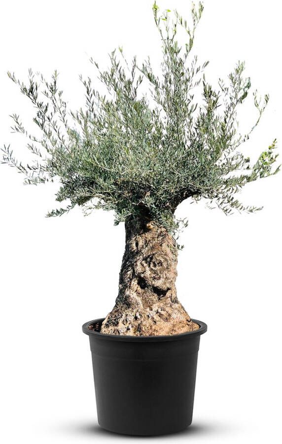 Tropictrees Olijfboom Bonsai Olea Europea Winterhard Stamomvang ⌀120-140 cm Hoogte 230-280cm