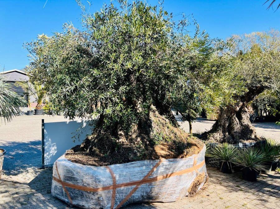 Tropictrees Olijfboom Bonsai Winterhard Stamomvang ⌀650 cm Hoogte 300 cm