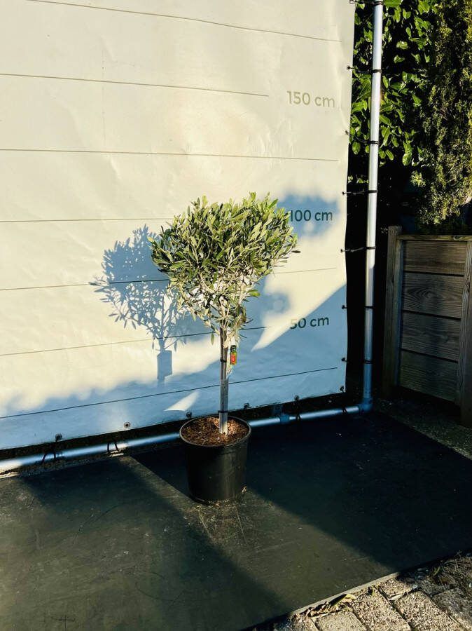 Tropictrees Olijfboom Olea Europaea Olijfboom op stam Winterhard Groenblijvend Hoogte 100cm