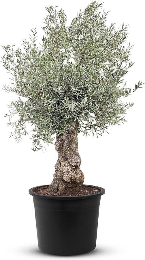 Tropictrees Olijfboom Olea Europea Bonsai Ruwe Stam Winterhard Stamomvang ⌀ 80-100cm Hoogte 250-300cm