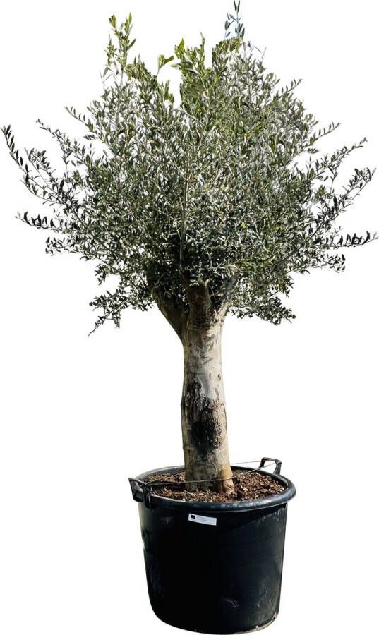 Tropictrees Olijfboom Olea Europea Gladde stam Winterhard Stamomvang ⌀ 50-60cm Hoogte 240-260cm