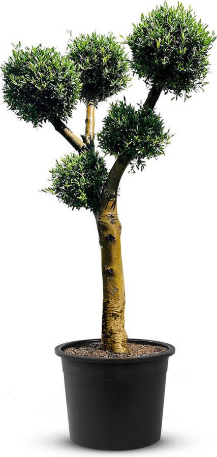 Tropictrees Olijfboom Olea Europea Multi Bolvormen Winterhard Stamomvang ⌀ 50-60cm Hoogte 240-260cm