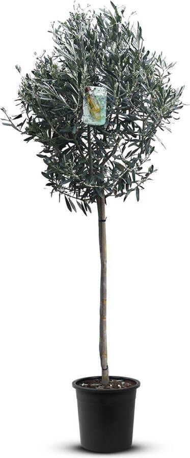 Tropictrees Olijfboom Olea Europea Olijfboom op stam in pot Winterhard Groenblijvend Hoogte 150cm Olijven Voeding Om als potplant voor op het terras of om in de tuin te planten