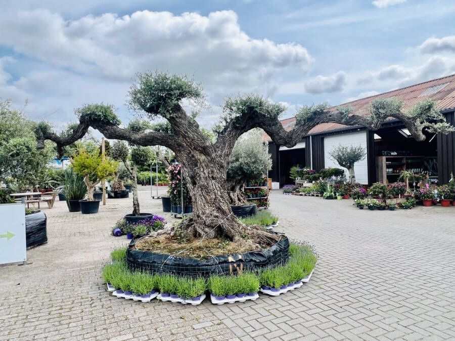 Tropictrees Olijfboom Olea Europea Olijfboom Pon Winterhard Groenblijvend