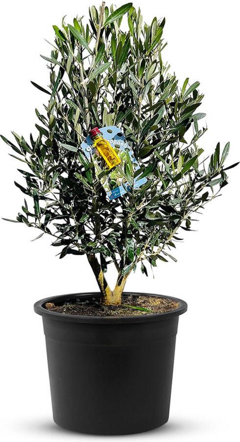 Tropictrees Olijfboom Olea Europea Olijfstruik Winterhard Pot ⌀ 20cm Hoogte 70-80cm