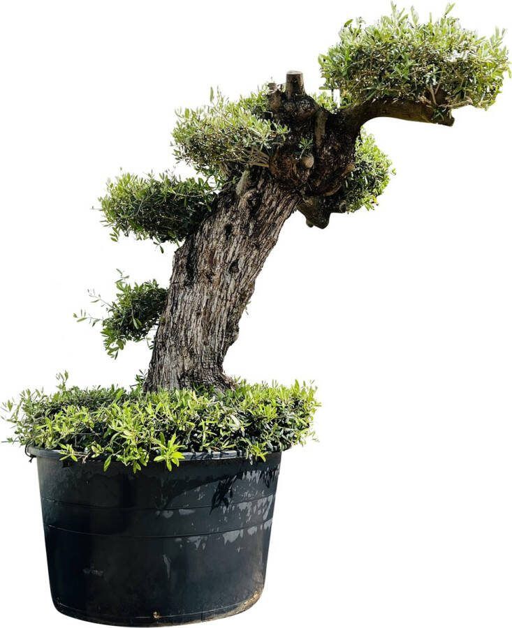 Tropictrees Olijfboom Olea Europea Pon Winterhard Stamomvang ⌀ 80-120cm Hoogte 230-260cm