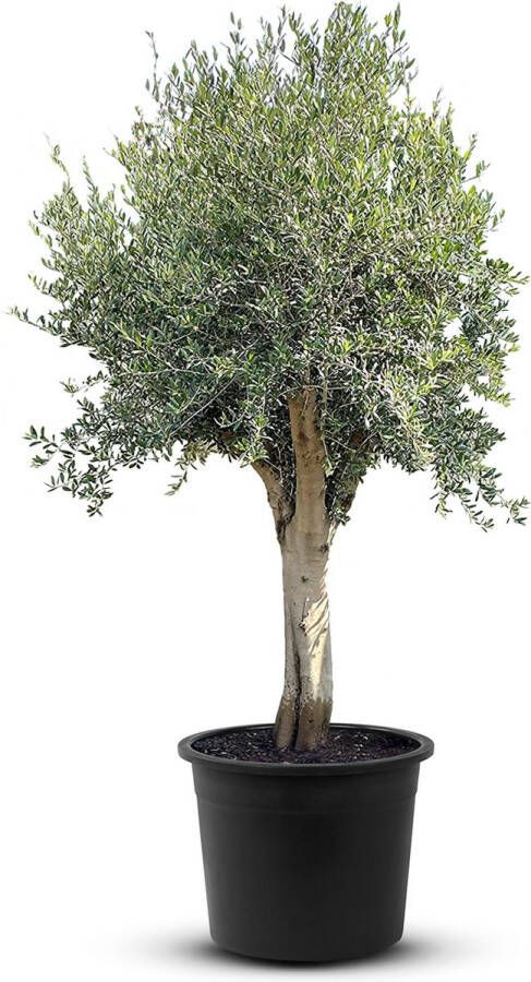 Tropictrees Olijfboom Olea Europea Winterhard Stamomvang ⌀ 50-60cm Hoogte 240-260cm