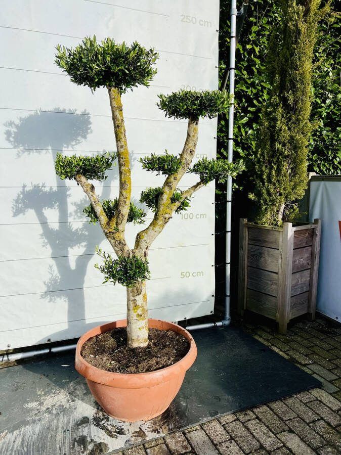 Tropictrees Olijfboom Pon Olea Europea