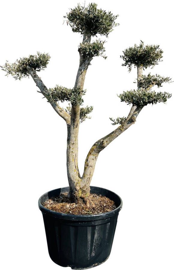 Tropictrees Olijfboom Pon Olea Europea Winterhard Stamomvang ⌀ 60-80cm Hoogte 250cm