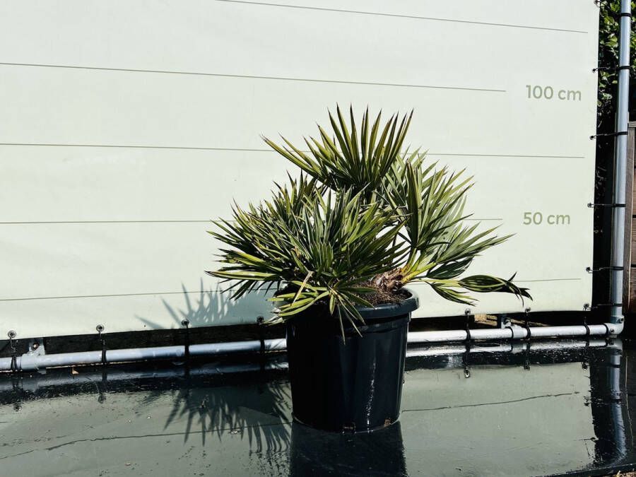 Tropictrees Palmboom Trithrinax campestris Blauwe Dadelpalm Winterhard buitenplant 50-100cm hoog