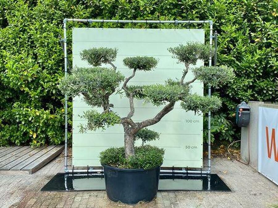 Tropictrees Olijfboom Pon-Pon Olea Europea stamomvang 40-60 cm