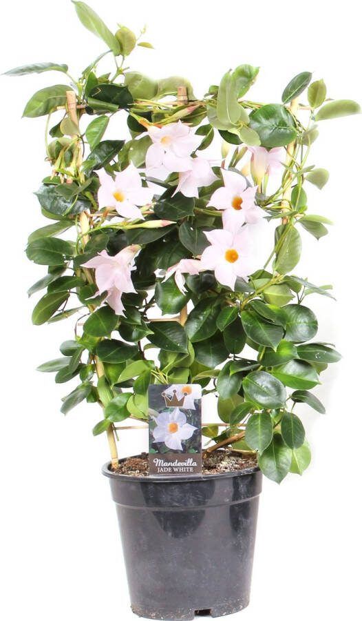 Tuin de Bruijn Sundaville (Mandevilla of Dipladenia) op rek witte bloemen klimplant ca. 70cm hoog