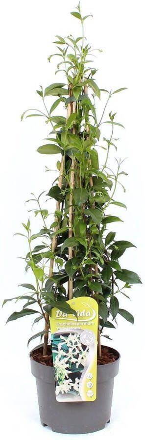 Tuin de Bruijn AANBIEDING Witte Toscaanse Jasmijn (Sterjasmijn) Hoogte 110 cm Klimplant Wit Groenblijvend Wintergroen en Winterhard Heerlijk geurend