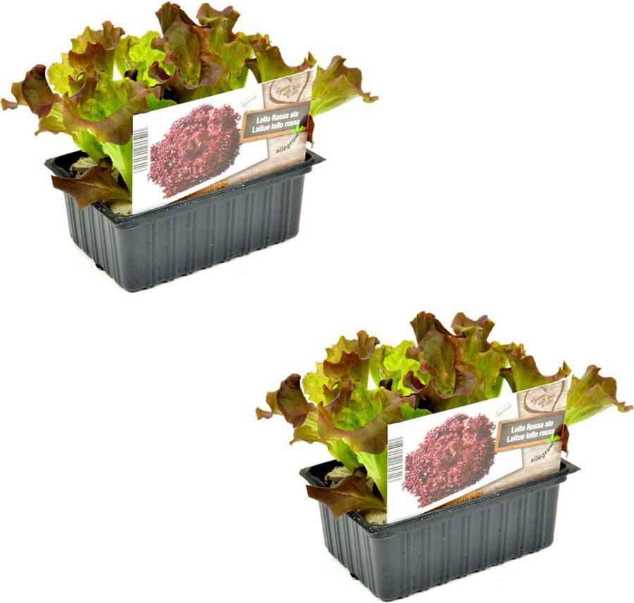 Tuin de Bruijn Sla Rode krulsla Lollo Rossa planten 12 planten groenteplanten in blokken van 4x4cm