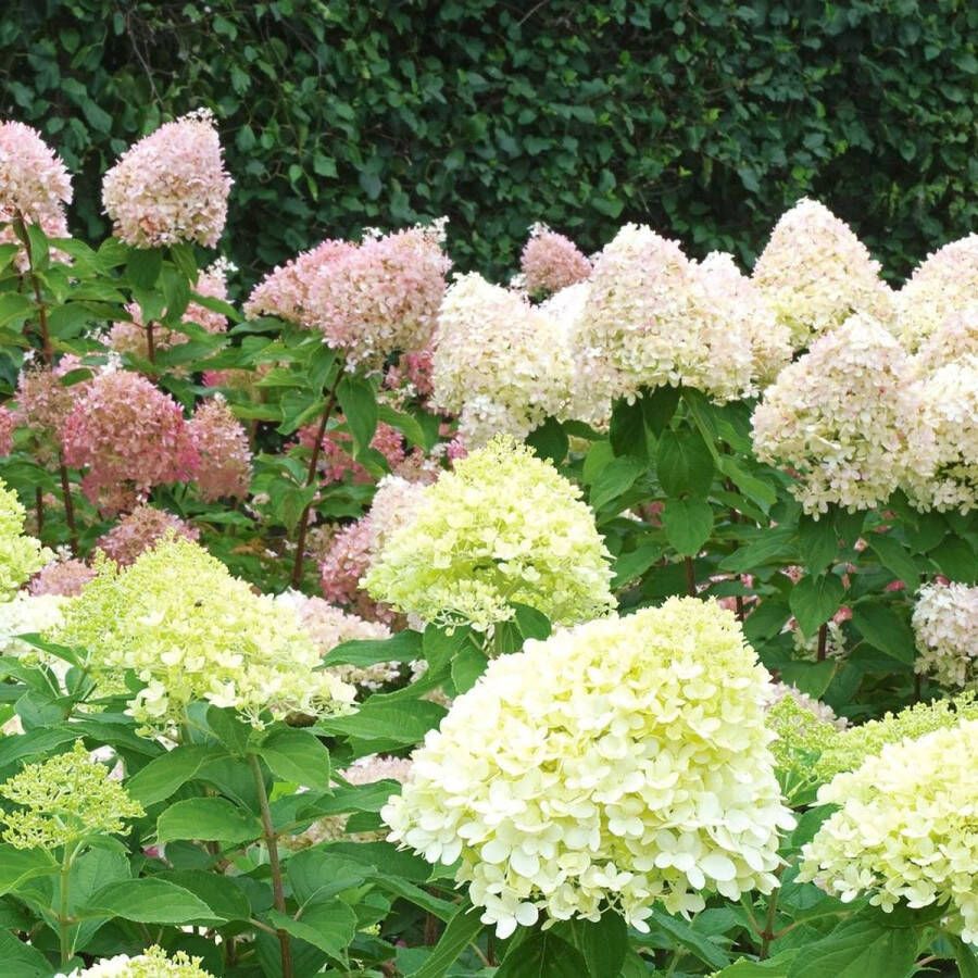 Tuinplanten Buitenplanten Winterhard Hortensia Hydrangea paniculata Little lime Wit Groen Roze Rood Planthoogte 30-40 cm Potmaat P23