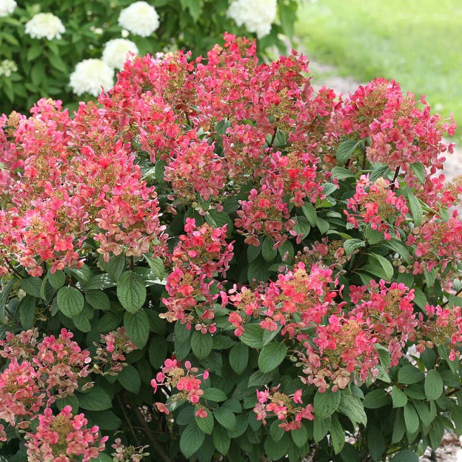 Tuinplanten Buitenplanten Winterhard Hortensia Hydrangea paniculata Little Quick Fire Wit Roze Rood Planthoogte 30-40 cm Potmaat P23