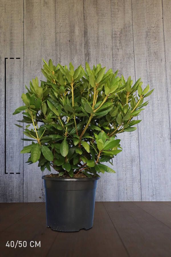 Tuinplanten.nl 10 stuks | Rhododendron Roseum Elegans Pot 40-50 cm Extra kwaliteit | Standplaats: Half-schaduw | Latijnse naam: Rhododendron Roseum Elegans