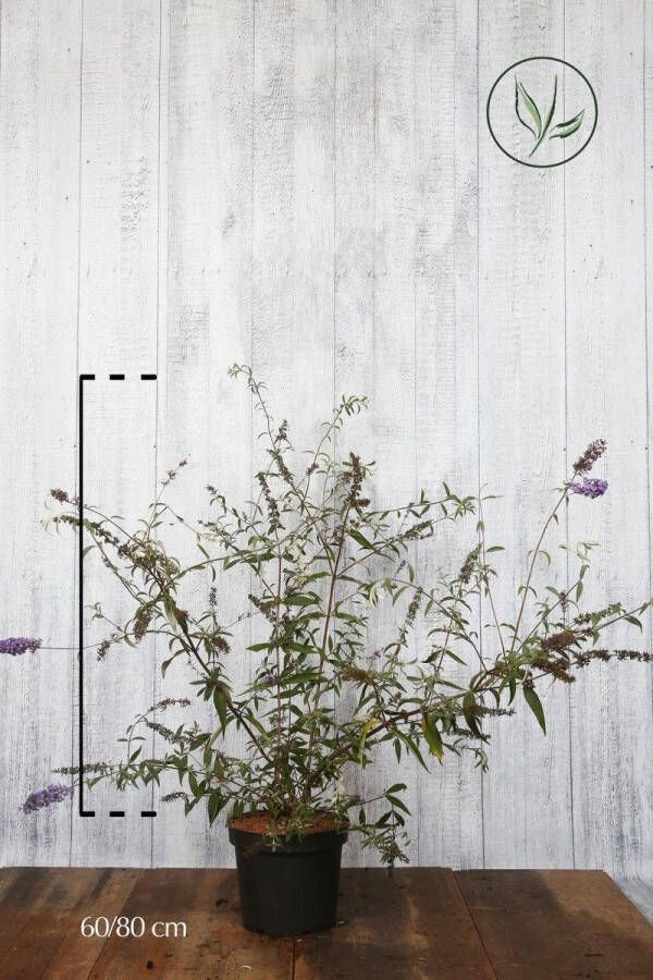 Tuinplanten.nl 10 stuks | BLACK FRIDAY KORTING Vlinderstruik Nanho Blue Pot 60-80 cm | Standplaats: Half-schaduw | Latijnse naam: Buddleja davidii Nanho Blue