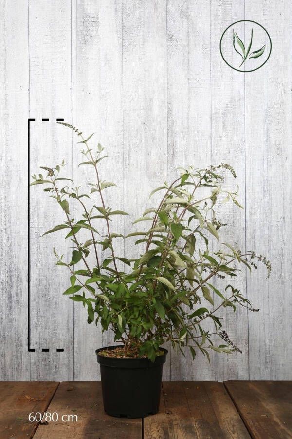 Tuinplanten.nl 10 stuks | BLACK FRIDAY KORTING Vlinderstruik Royal Red Pot 60-80 cm Extra kwaliteit | Standplaats: Half-schaduw | Latijnse naam: Buddleja davidii Royal Red