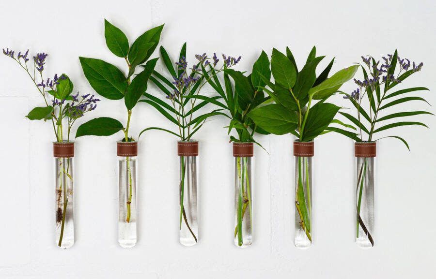TWILG Magnetische Muurvaasjes 6 Stuks Stek vaasjes Muurvaasjes glas Cognac leer Incl. N52 magneten Glazen Reageerbuizen Zwevend Stekstation Hydroponie Wandvaas Droogbloemen