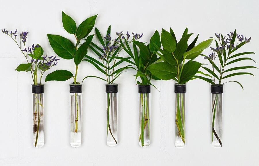 TWILG Magnetische Muurvaasjes Stek vaasjes 6 Stuks Muurvaasjes glas Zwart leer Incl. N52 magneten Glazen Reageerbuisjes- Zwevend Stekstation Wandvaas Droogbloemen vaas bohemian decoratie Plantenhanger binnen