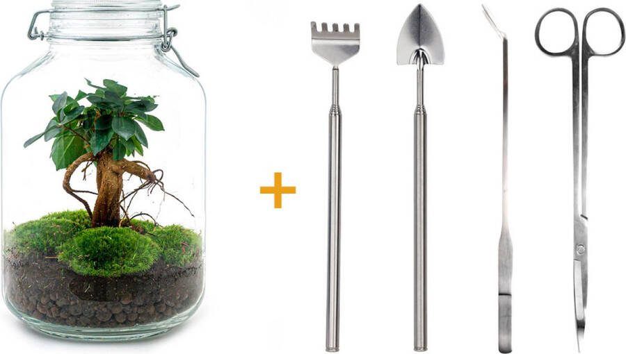 UrbanJngl Ecosysteem plant Jar Ficus Ginseng bonsai ↑ 28 cm Planten terrarium Mini ecosysteem Flessentuin + Hark + Schep + Pincet + Schaar