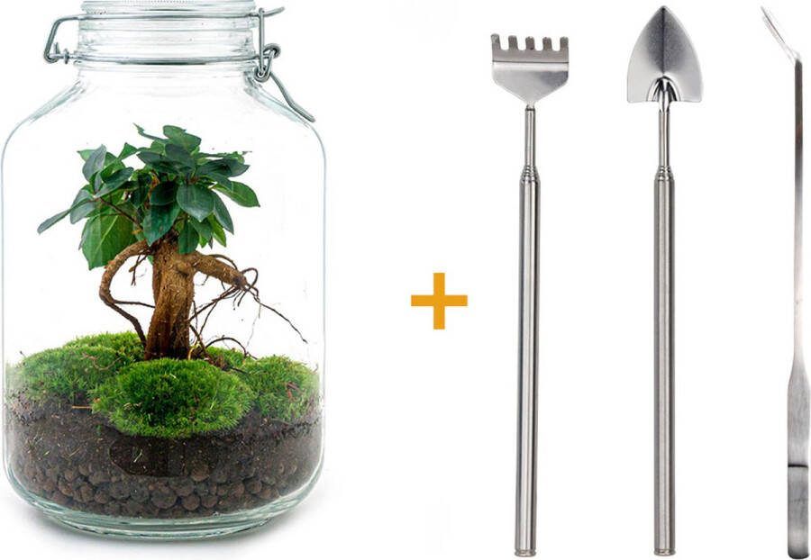 UrbanJngl Ecosysteem plant Jar Ficus Ginseng bonsai ↑ 28 cm Planten terrarium Mini ecosysteem Flessentuin + Hark + Schep + Pincet