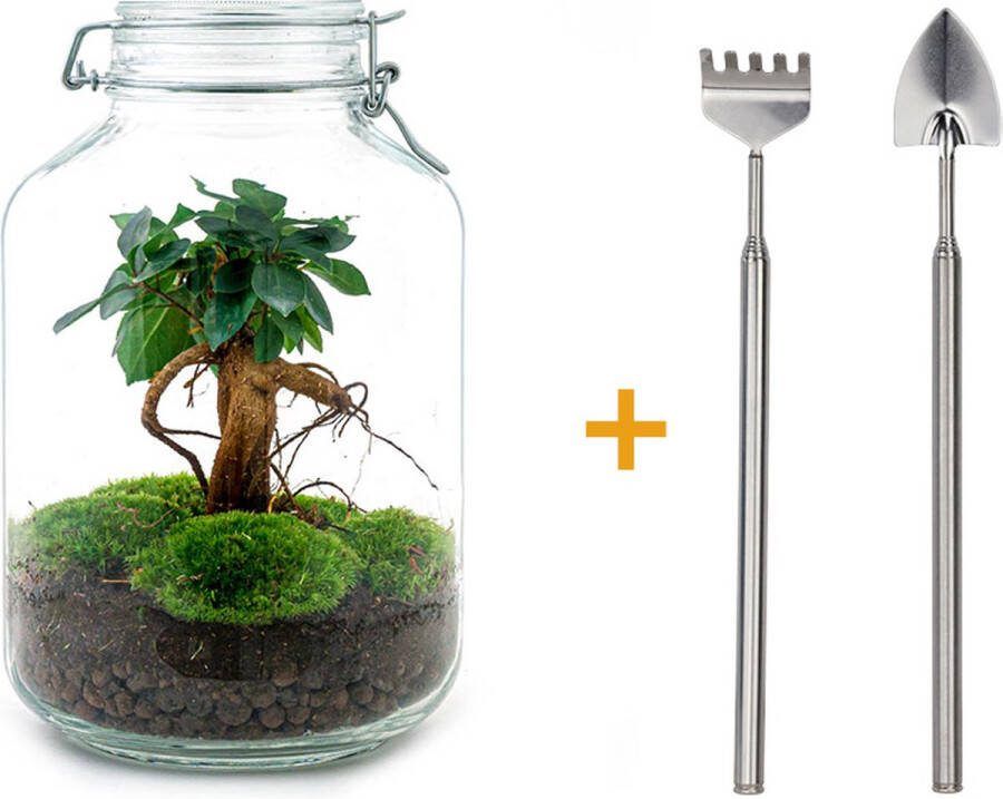 UrbanJngl Ecosysteem plant Jar Ficus Ginseng bonsai ↑ 28 cm Planten terrarium Mini ecosysteem Flessentuin + Hark + Schep