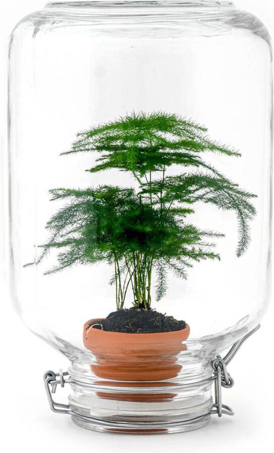 UrbanJngl Planten terrarium Easyplant Asparagus ↑ 28 cm Ecosysteem plant in fles Mini ecosysteem