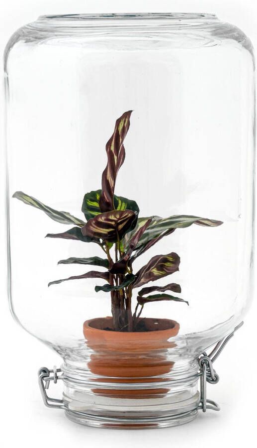 UrbanJngl Planten terrarium Easyplant Calathea Mokayana ↑ 28 cm Ecosysteem plant Kamerplanten Mini ecosysteem