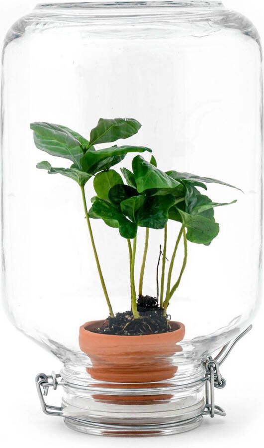 UrbanJngl Planten terrarium Easyplant Coffea ↑ 28 cm Ecosysteem plant in fles Mini-ecosysteem