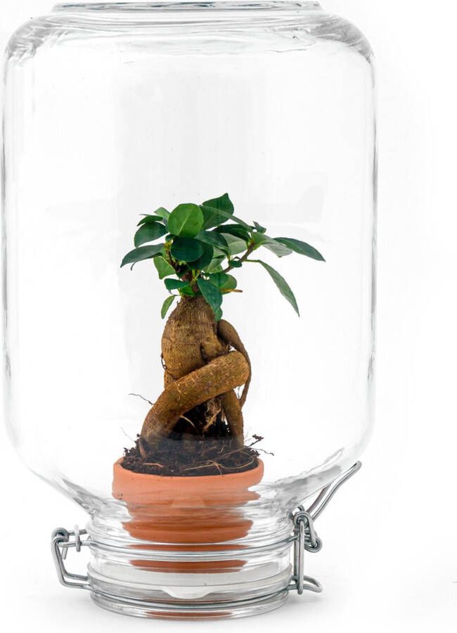 UrbanJngl Planten terrarium Easyplant Ficus bonsai ↑ 28 cm Ecosysteem plant Planten in fles Mini ecosysteem