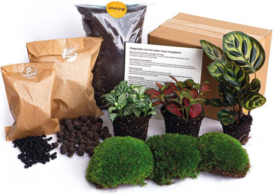 UrbanJngl Planten terrarium pakket Calathea Makoyana 3 terrarium planten Startpakket Navulling DIY Ecosysteem Planten Set Inclusief Planten Substraat Terrarium potgrond Bolmos Actieve kool Handleiding en tips