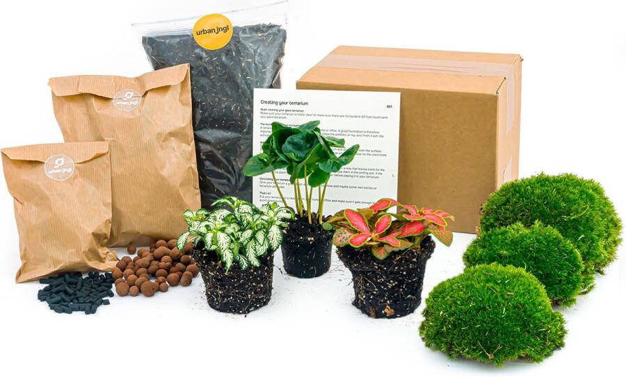 UrbanJngl Planten terrarium pakket Coffea Arabica 3 terrarium planten Ecosysteem plant Startpakket Navulling DIY Ecosysteem Planten Set Inclusief Planten Substraat Terrarium potgrond Bolmos Actieve kool Handleiding en tips