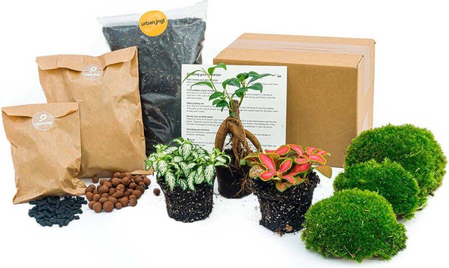 UrbanJngl Planten terrarium pakket Ficus ginseng bonsai 3 terrarium planten Startpakket Navulling DIY Ecosysteem Planten Set Inclusief Planten Substraat Terrarium potgrond Bolmos Actieve kool Handleiding en tips