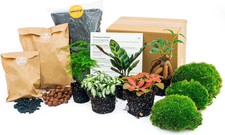 UrbanJngl Planten terrarium pakket Lancifolia Bonsai Asparagus 5 planten Navulling & Startpakket DIY Ecosysteem plant