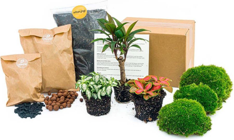 UrbanJngl Planten terrarium pakket Palm 3 terrarium planten Ecosysteem plant Startpakket Navulling DIY Ecosysteem Planten Set Inclusief Planten Substraat Terrarium potgrond Bolmos Actieve kool Handleiding en tips