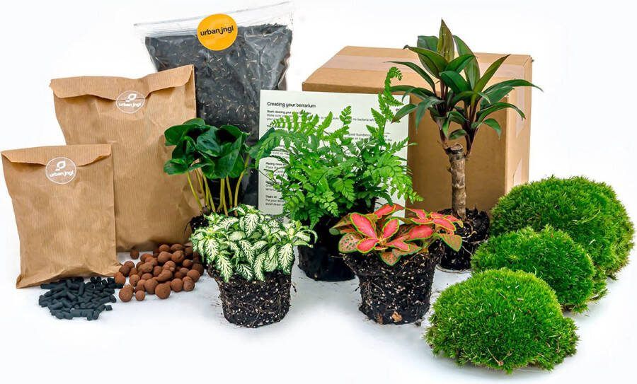 UrbanJngl Planten terrarium pakket Jungle 5 Ecosysteem plant Startpakket Navulling DIY Ecosysteem Planten Set 5 stuks Terrarium plant Inclusief Planten Substraat Terrarium potgrond Bolmos Active kool Handleiding en tips