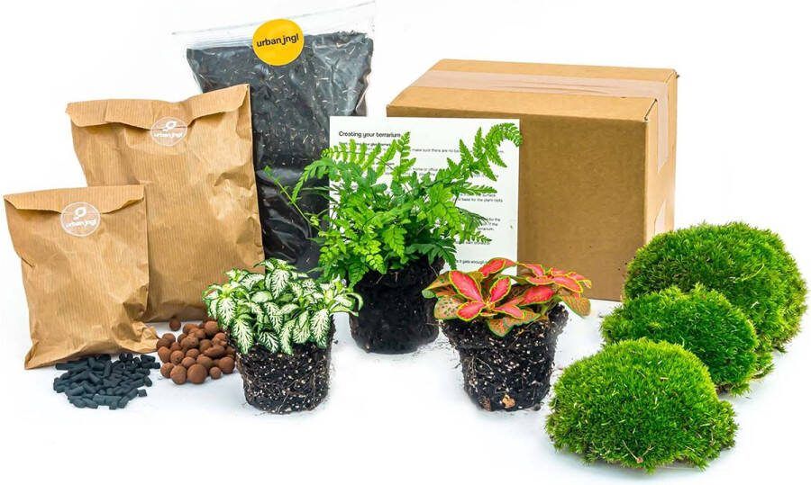 UrbanJngl Planten terrarium pakket Varen 3 terrarium planten Ecosysteem plant Startpakket Navulling DIY Ecosysteem Planten Set Inclusief Planten Substraat Terrarium potgrond Bolmos Actieve kool Handleiding en tips
