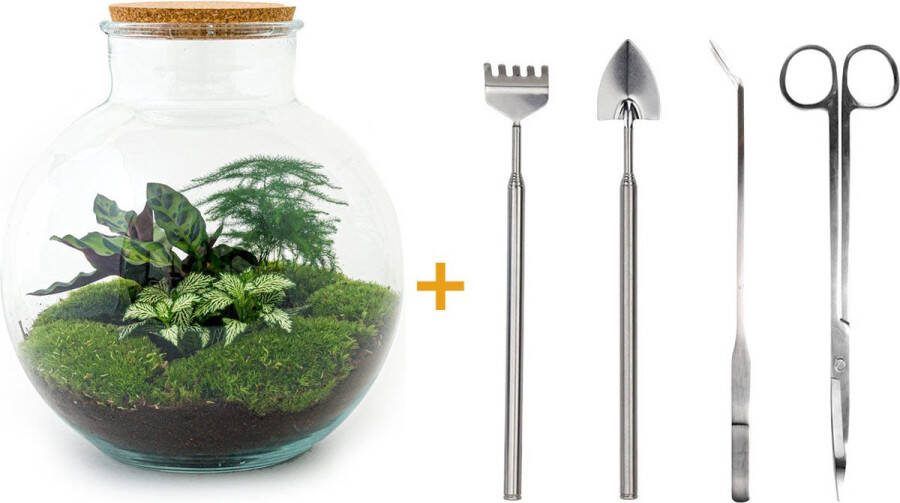 UrbanJngl Terrarium Bolder Bob ↑ 30 cm Ecosysteem plant Kamerplanten DIY planten terrarium Mini ecosysteem Inclusief Hark + Schep + Pincet + Schaar
