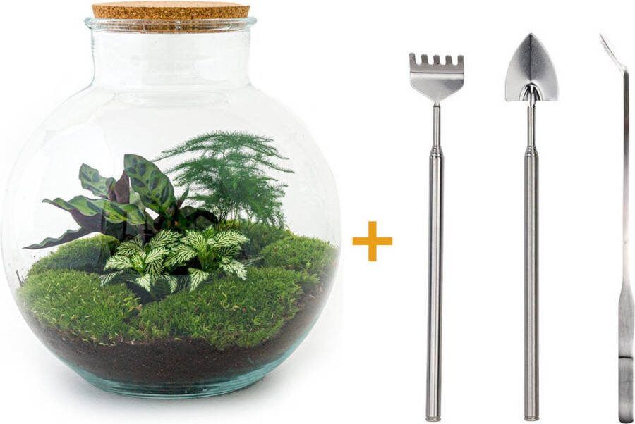 UrbanJngl Terrarium Bolder Bob ↑ 30 cm Ecosysteem plant Kamerplanten DIY planten terrarium Mini ecosysteem Inclusief Hark + Schep + Pincet