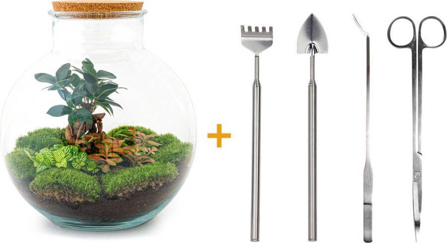 UrbanJngl Terrarium Bolder Bob bonsai ↑ 30 cm Ecosysteem plant Kamerplanten DIY planten terrarium Mini ecosysteem + Hark + Schep + Pincet + Schaar