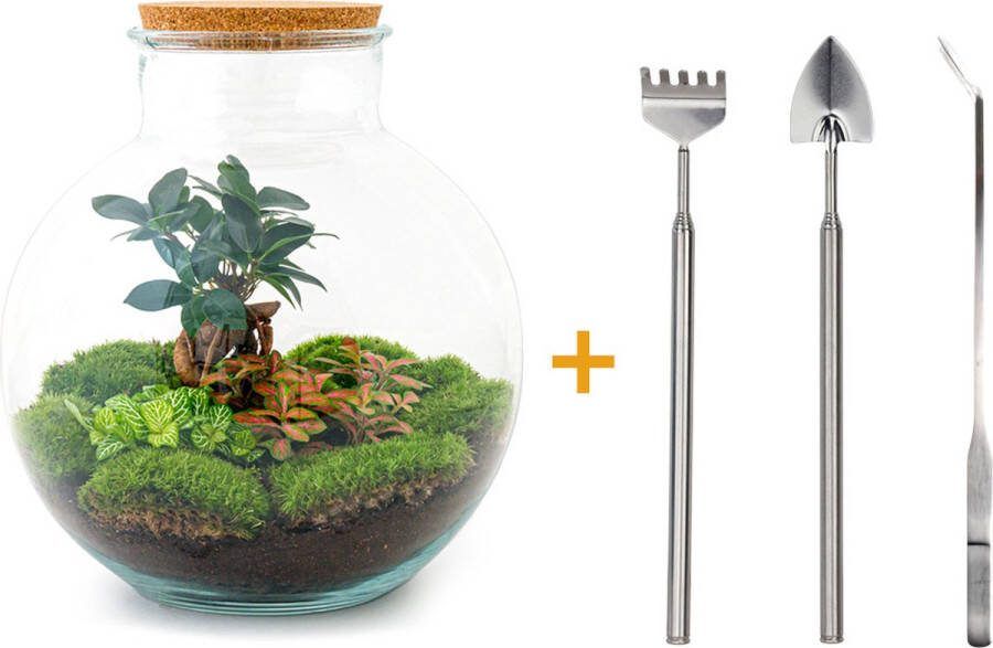 UrbanJngl Terrarium Bolder Bob bonsai ↑ 30 cm Ecosysteem plant Kamerplanten DIY planten terrarium Mini ecosysteem + Hark + Schep + Pincet