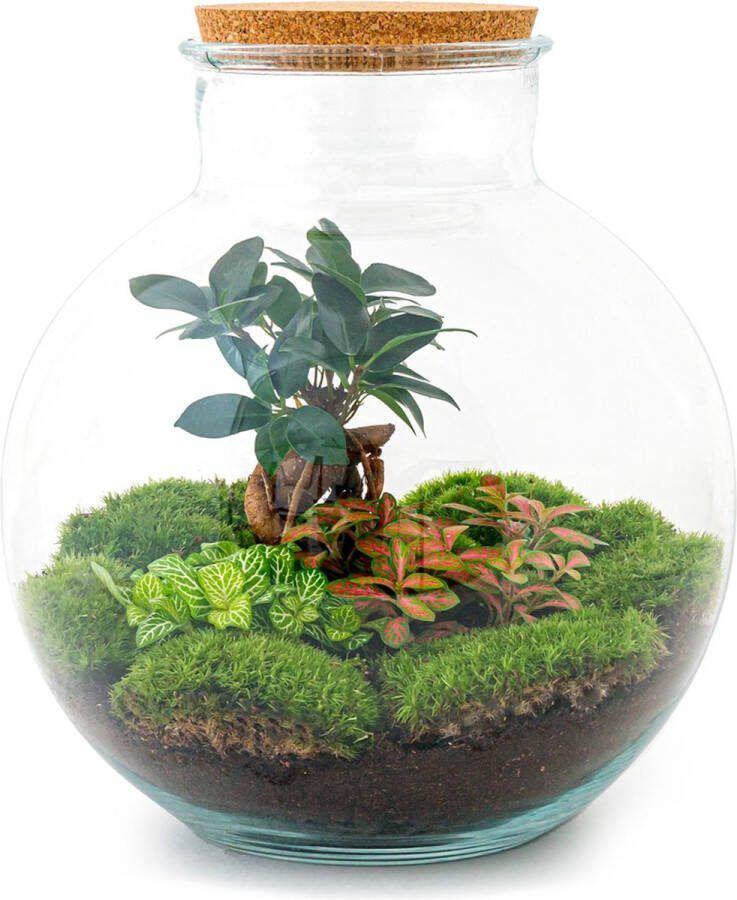 UrbanJngl Terrarium Bolder Bob bonsai ↑ 30 cm Ecosysteem plant Kamerplanten DIY planten terrarium Mini ecosysteem