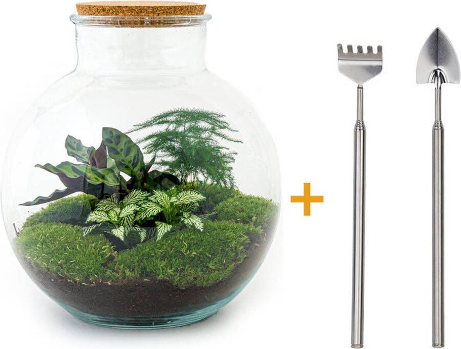UrbanJngl Terrarium Bolder Bob ↑ 30 cm Ecosysteem plant Kamerplanten DIY planten terrarium Mini ecosysteem Inclusief Hark + Schep + Pincet