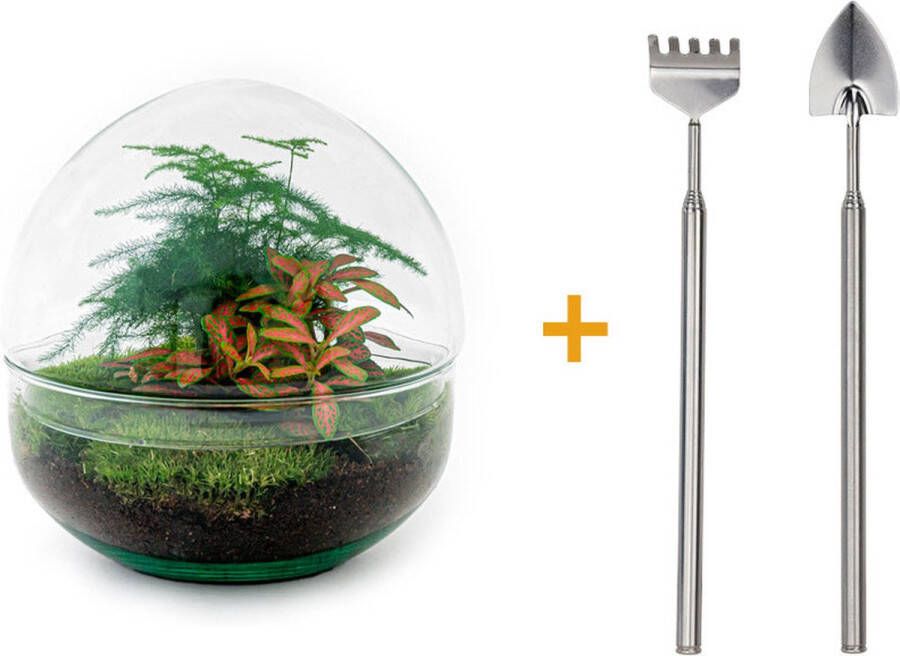 UrbanJngl Terrarium Dome Red ↑ 20 cm Ecosysteem plant Kamerplanten DIY planten terrarium Mini ecosysteem + Hark + Schep + Pincet