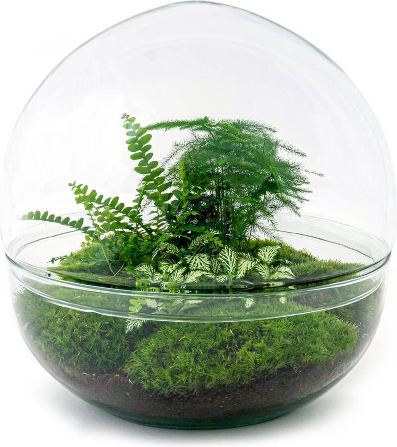 UrbanJngl Terrarium Dome XL ↑ 30 cm Ecosysteem plant Kamerplanten DIY planten terrarium Mini ecosysteem + Hark + Schep